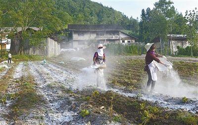 农业生产中石灰的妙用 为何农民对它情有独钟？